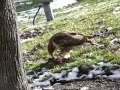 Hawk Eats Squirrel