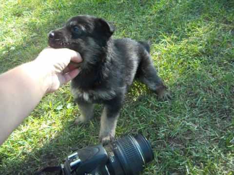 Frannie at 4 weeks of age