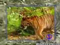 Monkey vs Tiger Monkey vs Tiger