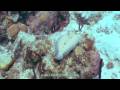 Flounder at Flat Cay West reef in St Thomas Virgin Islands Flounder at Flat Cay West reef in St Thomas Virgin Islands