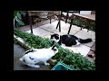 bunny-cat.html