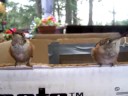 Pritchards Hummingbird babies 3 Pritchards Hummingbird babies 3
