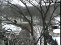 Decorah Bald Eagles Mating ... 02/23/11 ... RRP Excel Energy ...
