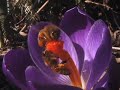 Apis Mellifera (Generation #2)