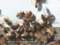 Apis Mellifera (Generation #2)