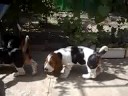 basset-hounds 6