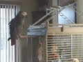 Ziggy the African Grey counts to 10 and spells name