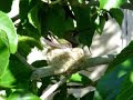 Humming bird nest March 21 2007