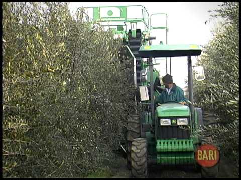 how to harvest olive oil