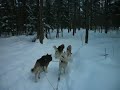 traineau a chien