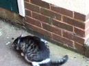 My cat annihilating a mouse