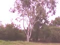 Me Jumping Out Of A Gum Tree Me Jumping Out Of A Gum Tree