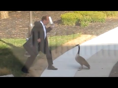 Goose Attacks Businessman