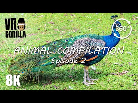 Animal Compilation in VR - Episode 2 - 8K 360 Video - YouTube