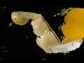 Mundo c�o - Alternativo