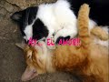Funny animals-cats Gatos muy graciosos