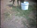 Dog Kennel