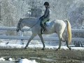 Jefe, walk on a loose rein