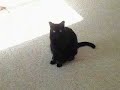 Cats in Love