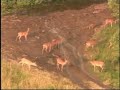 Deer Saves Fawn From Flood