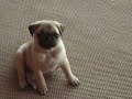 Our Puppy Pugs At 8 Weeks Our Puppy Pugs At 8 Weeks