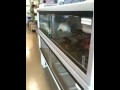 Retic eating live rabbit