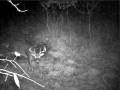 videos de Spooked Buck