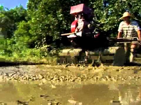 how to harvest rice in the philippines
