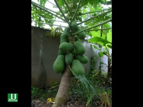 how to fertilize papaya