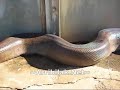Enorme serpiente muerta Enorme serpiente muerta