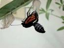 Birth of a Monarch Birth of a Monarch