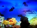 underwater love underwater love