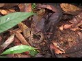 Chapter.19.Snake.wmv Chapter.19.Snake.wmv
