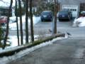 Turkeys roam the wilderness of Wakefield MA