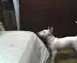 Pelea Perros Bull Terrier Vs Muay Tai