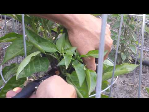 how to harvest hungarian wax peppers