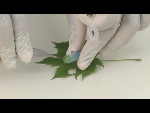 how to isolate plant dna