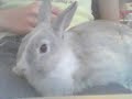 Dust Bunny my Rabbit!