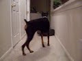 dog-attack.html