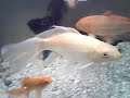 Agua doce com carpa, tartaruga e outros 