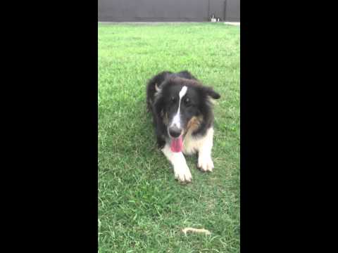 AKC tri colored female sheltie