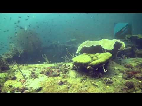 Underwater video of the dive site "Coral Garden" in Pandan Island, Mindoro, Philippines. Edited with