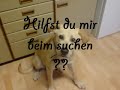 Labrador Husky Berner Sennen Mix Monty sucht...