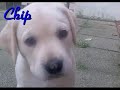 Labrador Husky Berner Sennen Mix Monty sucht...