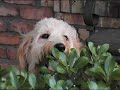 Legacy-Labs Labradoodles Legacy-Labs Labradoodles