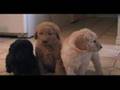 Legacy-Labs Labradoodles
