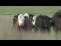 The Legacy of Cattle in Colorado Part 1.mp4