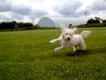 videos de Barney Deedle Dog in top scamp mode