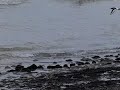 Twee scholeksters verplaatsen zich langs de zee. Twee scholeksters verplaatsen zich langs de zee.