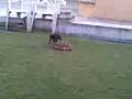 videos de dog playin wid tortise.3gp